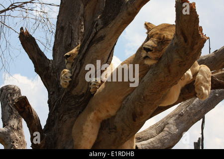 La lionne se détendre dans un arbre, au Rhino et Lion Nature Reserve, près de Pietersburg, Pretoria, Afrique du Sud Banque D'Images