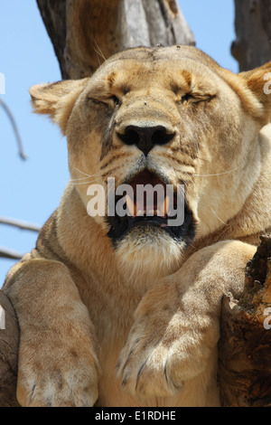 La lionne se détendre dans un arbre, au Rhino et Lion Nature Reserve, près de Pietersburg, Pretoria, Afrique du Sud Banque D'Images