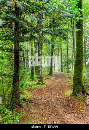 Chemin menant à travers bois à Cornwall Banque D'Images