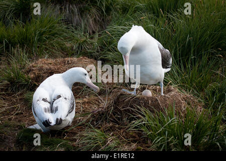 Albatros hurleurs construisent leur nid de végétation herbeuse et des sols de tourbe. L'incubation dure environ 11 semaines et les deux parents sont Banque D'Images