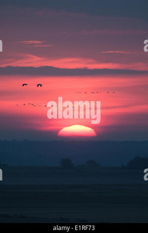 Cette image montre une plus grande grue oiseaux en Europe au site de repos en France appelé lac du Der grues en migration s'arrêtent à ce Banque D'Images