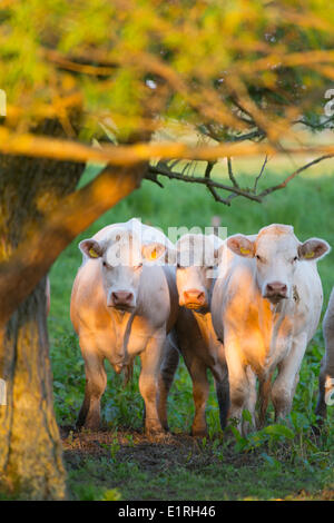 Les Vaches à l'beningerslikken dans la réserve naturelle du delta du néerlandais Banque D'Images