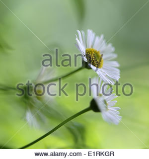 Grossissement des fleurs de marguerite de Santa Barbara ('Erigeron Karvinskianus') en pleine floraison estivale Banque D'Images