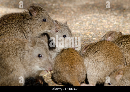 L'Australie, l'Australie du Sud, Adélaïde. Cleland Wildlife Park. Le potoroo bec long aka rat-kangourou. Banque D'Images