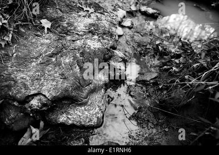 Crossett, Arkansas, USA. Mar 15, 2013. Une substance goudronneuse noire est trouvé dans tout déposés illégalement Crossett Crossett, Parc de la ville de l'Arkansas. © Nicolas Czarnecki/ZUMAPRESS.com/Alamy Live News Banque D'Images