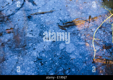 Crossett, Arkansas, USA. Mar 15, 2013. La brillance des produits chimiques est vu sur un étang à Crossett Crossett, Parc de la ville de l'Arkansas. © Nicolas Czarnecki/ZUMAPRESS.com/Alamy Live News Banque D'Images