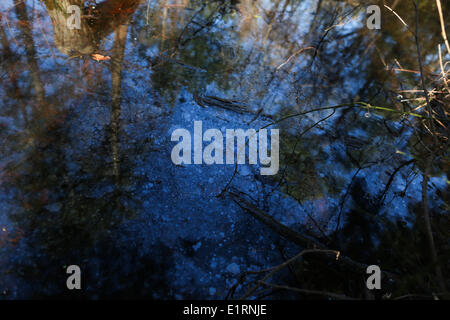 Crossett, Arkansas, USA. Mar 15, 2013. La brillance des produits chimiques est vu sur un étang à Crossett Crossett, Parc de la ville de l'Arkansas. © Nicolas Czarnecki/ZUMAPRESS.com/Alamy Live News Banque D'Images