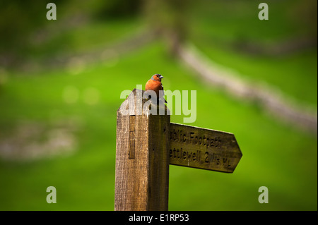 Yorkshire Dales National Park, Yorkshire, Angleterre, Royaume-Uni. Juin 2014 Banque D'Images