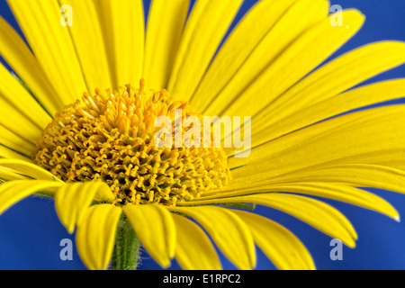 Grandes marguerites jaunes sur fond bleu Banque D'Images