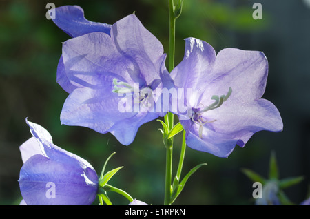 Typique du vieux jardin victorien rétroéclairé bleu Canterbury bells Banque D'Images