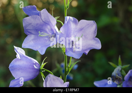 Typique du vieux jardin victorien rétroéclairé bleu Canterbury bells Banque D'Images