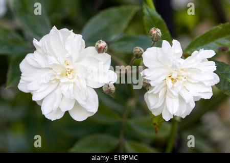 Rosa 'Snow Goose'. Rambling Rose dans un jardin anglais. Banque D'Images