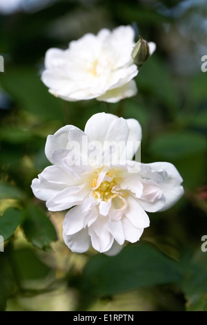 Rosa 'Snow Goose'. Rambling Rose dans un jardin anglais. Banque D'Images