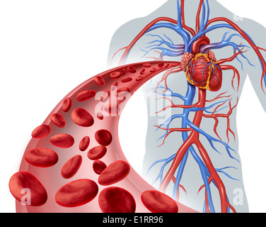 Circulation du sang cœur symbole de la santé avec les globules rouges circulant dans les veines en trois dimensions de l'appareil circulatoire humain représentant une icône de soins de santé médical de la cardiologie et la forme cardiovasculaire sur un fond blanc. Banque D'Images