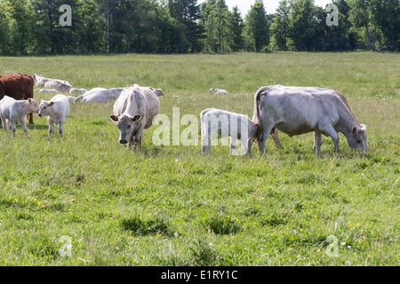 Troupeau de vaches Hereford et Charolais paissant dans un champ avec une vache et très enceinte en raison de vêler à tout moment. Banque D'Images