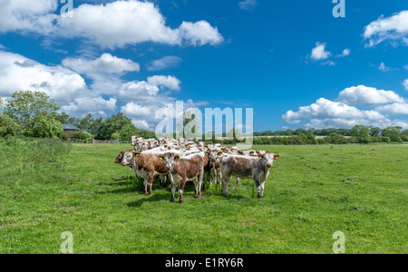 Troupeau de jeunes Anglais Longhorn bulls paissant dans un champ. Banque D'Images