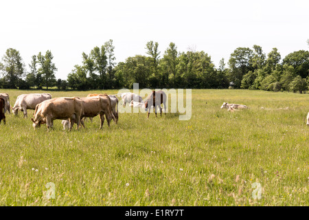 Cheval Arabe solitaire parmi un troupeau de Charolais et croix Hereford vaches et veaux. Banque D'Images