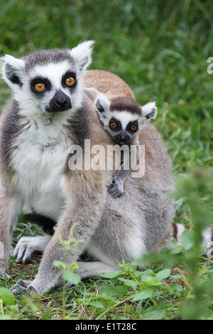 Une mère Untitled document (Lemur catta) porter un bébé à l'arrière Banque D'Images