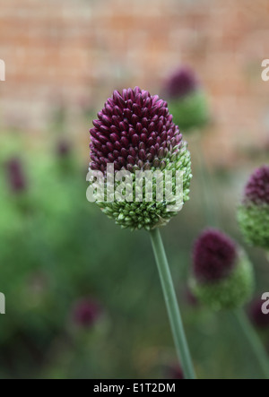 Spearocephalum Allium close up of flowerhead Banque D'Images