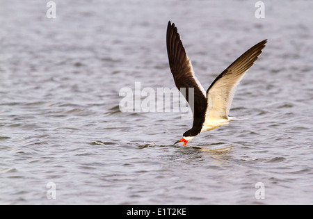 Skimmer Rynchops niger (noir) la pêche au lever du soleil le long de la rive, Galveston, Texas, États-Unis. Banque D'Images