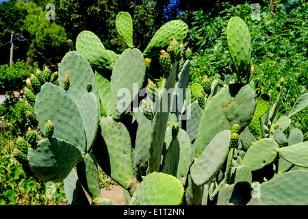 Cactus avec fleurs de printemps à Napa Valley Banque D'Images