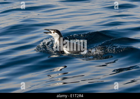 Manchot à Jugulaire (Pygoscelis antarcticus) marsouinage. Half Moon Island, Îles Shetland du Sud. Banque D'Images