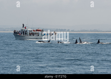 Transient/Biggs épaulard/orque (Orcinus orca). En face de Point Sur Clipper, Monterey, Californie, l'océan Pacifique. Banque D'Images