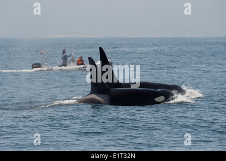 Deux hommes/transitoire Biggs Orques/orque (Orcinus orca). En face de bateau d'observation des baleines, Monterey, l'océan Pacifique. Banque D'Images