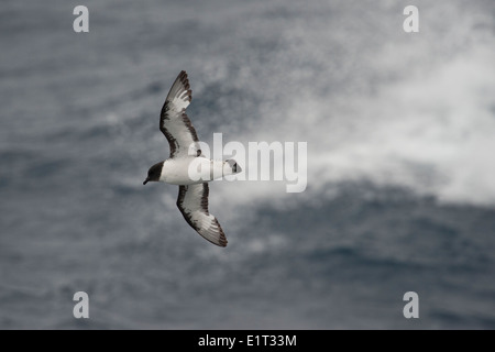 (Daption capense Cape Petrel), dans une mer difficile dans le Passage de Drake, le sud de l'océan. Banque D'Images