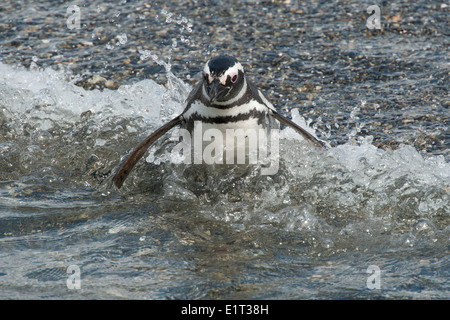 Manchot de Magellan (Spheniscus magellanicus), entrant dans les vagues. Près d'Ushuaia, le Canal de Beagle, en Argentine. Banque D'Images