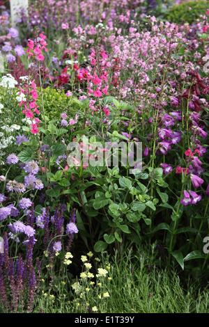 Penstemons et Knautia en frontière de fleurs Banque D'Images