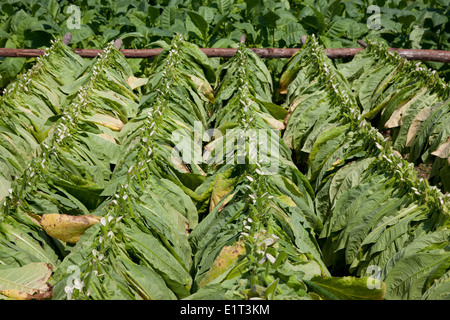 Les feuilles de tabac, sur une ferme de tabac dans la région de Vinales, Cuba Banque D'Images