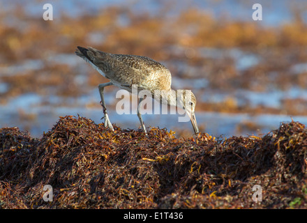 Willet (Tringa semipalmata), attrapant des insectes dans les algues sargasses dérivantes le long de la côte océanique, Galveston, Texas, États-Unis. Banque D'Images