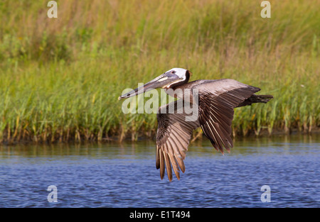 Le Pélican brun (Pelecanus occidentalis) flying Banque D'Images
