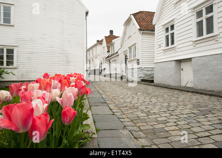 Rues et maisons en bois blanc de rizière ou Gamle Stavanger en Norvège Banque D'Images