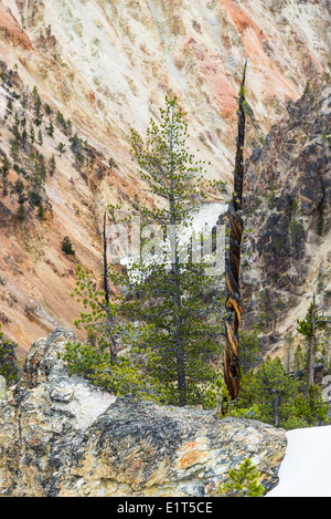 Les pins poussent sur les murs de pierre le Grand Canyon du Parc National de Yellowstone, Wyoming, USA. Banque D'Images