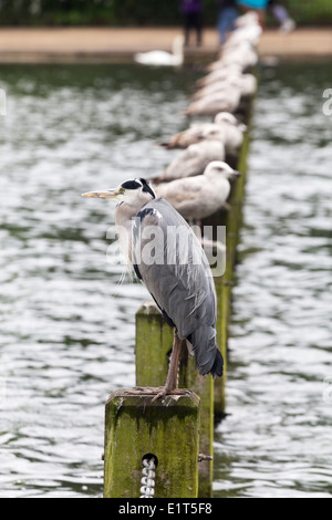 Heron et les goélands - Hyde Park - Londres Banque D'Images