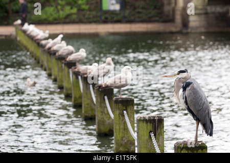 Heron et les goélands - Hyde Park - Londres Banque D'Images