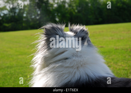 Shetland Sheepdog vu de derrière à la recherche au loin dans la distance Banque D'Images