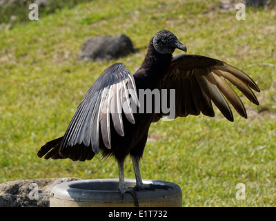 Urubu noir américain avec les ailes écartées. Banque D'Images