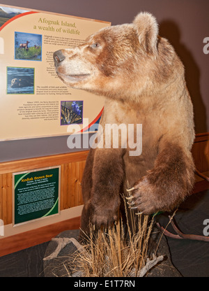 Fondation Rocky Mountain Elk, Elk Country Visitor Centre, femme Kodiak Brown Bear (Ursus arctos) mittendorfii Banque D'Images