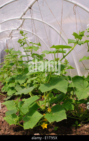Semis vert de concombres en serre Banque D'Images