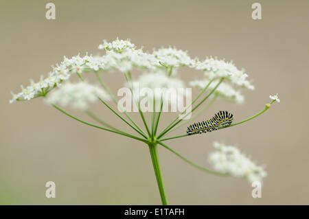 Jeune chenille jaune commun Swalowtail de nourriture dans la carotte sauvage Banque D'Images