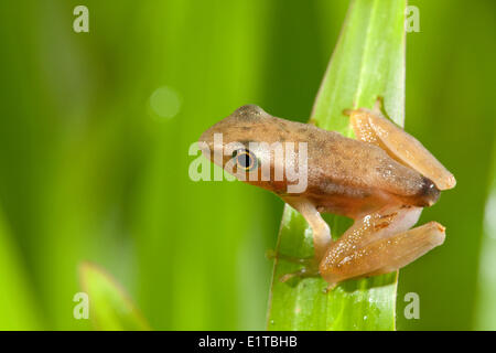 Photo d'une grenouille paddy vert juvénile Banque D'Images