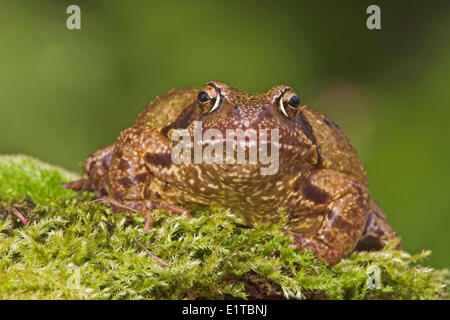 Portrait frontal d'une grande femme grenouille sur mousse verte avec un fond vert Banque D'Images