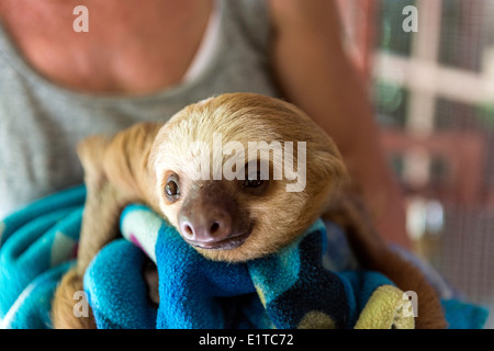 Baby sloth étant pris en charge par un membre du personnel au centre de sauvetage de la Jaguar Puerto Viejo Limon Costa Rica Banque D'Images