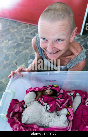 Baby sloth étant pris en charge par un membre du personnel au centre de sauvetage de la Jaguar Puerto Viejo Limon Costa Rica Banque D'Images