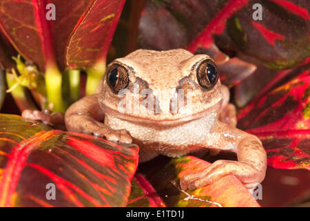 Photo d'une grenouille à dos marron Banque D'Images