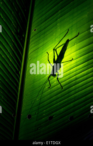 Le longicorne d'insectes sauterelle retour allumé le Costa Rica Banque D'Images