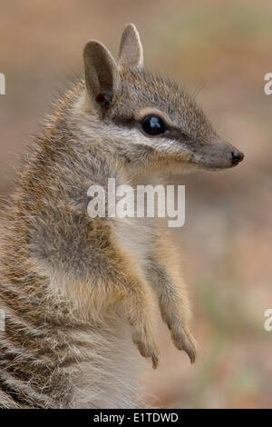 Numbat, Myrmecobius fasciatus Banque D'Images